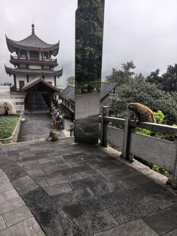 狐狸糊涂的照片
