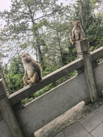 狐狸糊涂的照片