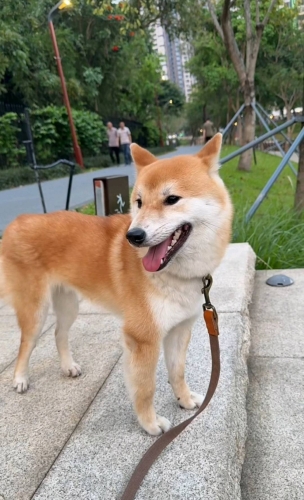 yy小樱桃的照片