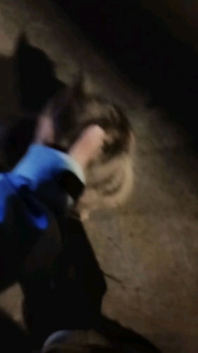 橘子树上的葡萄的照片