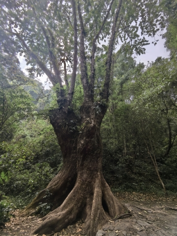 梦惊泪难寻的照片