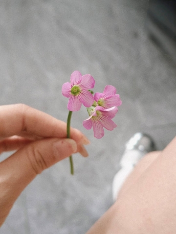 茉莉a的照片