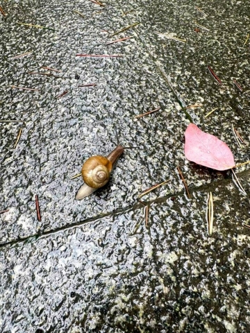 荔枝糖的照片