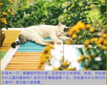 或或的照片