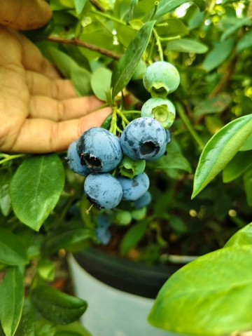 路边的野花的照片
