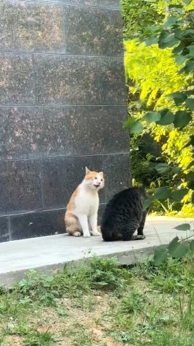 半颗糖的忧伤的照片