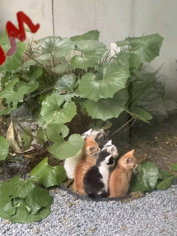 荔枝糖的照片