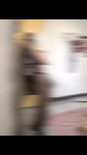 野猫艾杉的照片