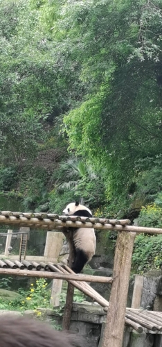思思念的照片