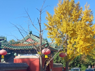 风之子2024的照片