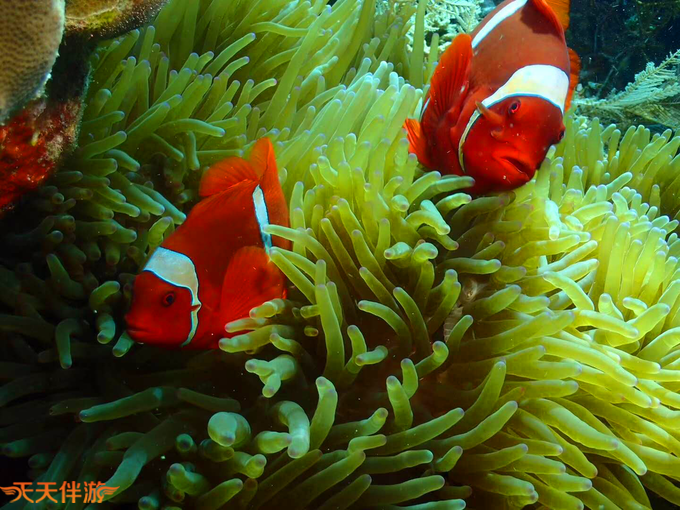 上天入海，一个令人惊艳的潜水圣地！