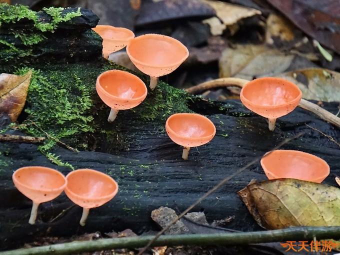 热带雨林之厄瓜尔多