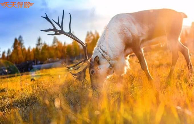 秋天的呼伦贝尔是你想象中的样子吗？