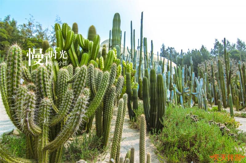 这点绿色刚刚好