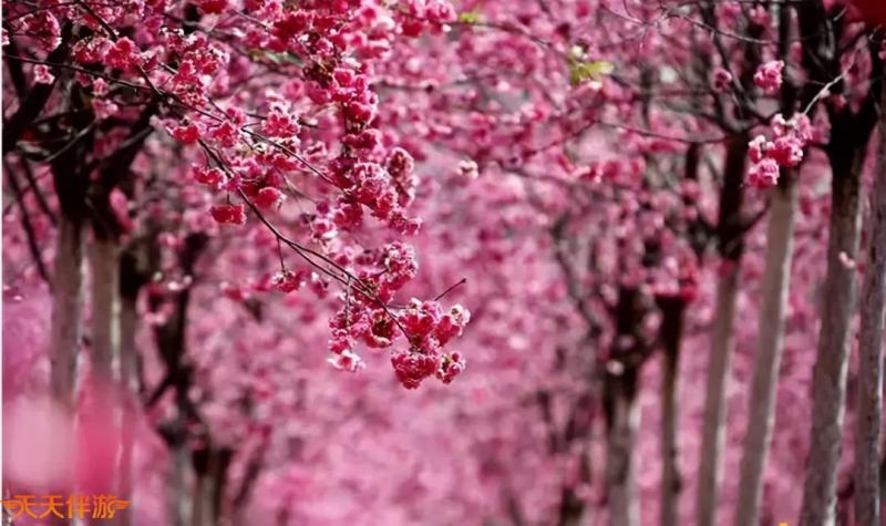 看樱花再也不用去日本了