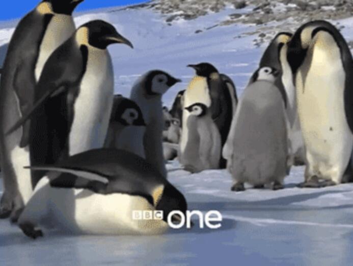 是的，来骗你去南极了