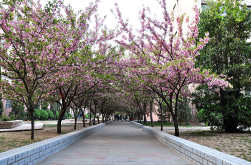 武汉大学去感受最浪漫的樱花季